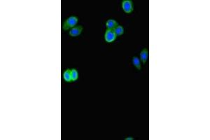 Immunofluorescent analysis of HepG2 cells using ABIN7145109 at dilution of 1:100 and Alexa Fluor 488-congugated AffiniPure Goat Anti-Rabbit IgG(H+L) (ATG16L2 Antikörper  (AA 262-348))