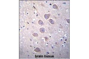 PCDHA5 Antibody (Center) (ABIN655942 and ABIN2845331) immunohistochemistry analysis in formalin fixed and paraffin embedded human brain tissue followed by peroxidase conjugation of the secondary antibody and DAB staining.