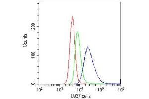 Flow cytometry testing of human U937 cells with CD20 antibody at 1ug/10^6 cells (cells blocked with goat sera) (CD20 Antikörper  (AA 1-261))