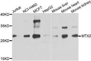 Western blot analysis of extracts of various cells, using MTX2 antibody. (MTX2 Antikörper)