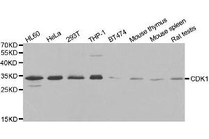 Western blot analysis of extracts of various cell lines, using CDK1 antibody. (CDK1 Antikörper  (AA 208-258))
