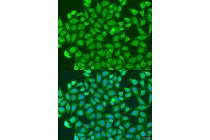 Immunofluorescence analysis of U2OS cells using PCDHA6 antibody (ABIN1876149) at dilution of 1:100. (PCDHA6 Antikörper)