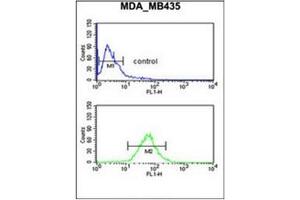 Flow cytometric analysis of MDA-MB435 cells using GNRH2 Antibody (Center) Cat. (GnRH2 Antikörper  (Middle Region))