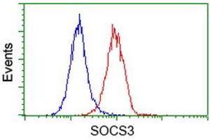 Image no. 2 for anti-Suppressor of Cytokine Signaling 3 (SOCS3) antibody (ABIN1501060)