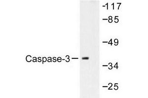 Image no. 2 for anti-Caspase 3 (CASP3) antibody (ABIN272003) (Caspase 3 Antikörper)
