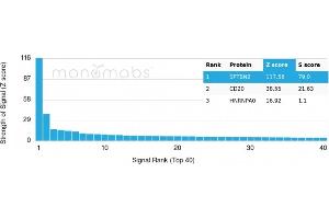 Analysis of Protein Array containing more than 19,000 full-length human proteins using SPTBN2 Monospecific Recombinant Mouse Monoclonal Antibody (rSPTBN2/1778). (Rekombinanter Spectrin, Beta, Non-erythrocytic 2 (SPTBN2) (AA 356-475) Antikörper)