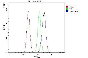 anti-Nephroblastoma Overexpressed (NOV) (AA 334-357), (C-Term) antibody