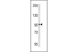 Western blot analysis of DDX58 (ABIN388603 and ABIN2850394) in 293 cell line lysates (35 μg/lane). (DDX58 Antikörper  (AA 585-614))