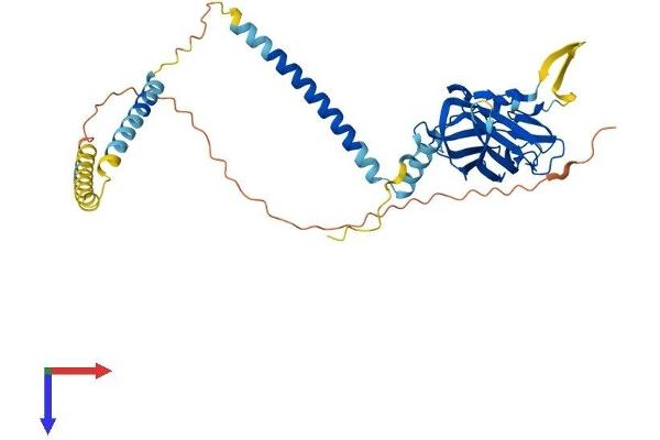 SUN5 Protein (AA 1-379) (His tag)