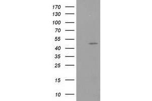 Image no. 1 for anti-Protein Kinase C and Casein Kinase Substrate in Neurons 3 (PACSIN3) antibody (ABIN1500014) (PACSIN3 Antikörper)