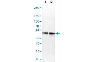 Western Blot analysis of Lane 1: NIH-3T3 cell lysate (mouse embryonic fibroblast cells) and Lane 2: NBT-II cell lysate (Wistar rat bladder tumor cells) with FOSL2 polyclonal antibody .