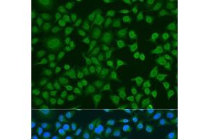 Immunofluorescence analysis of U2OS cells using ELAVL2 Polyclonal Antibody at dilution of 1:100. (ELAVL2 Antikörper)