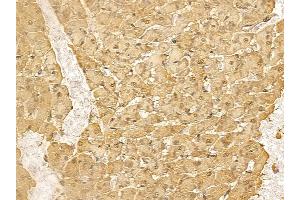RALYL Mouse Monoclonal Antibody at 1/100 staining rat heart tissue by IHC-P. (RALYL Antikörper)