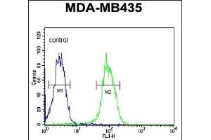 KDR  Antibody (ABIN652371 and ABIN2841771) flow cytometric analysis of MDA-M cells (right histogram) compared to a negative control cell (left histogram). (VEGFR2/CD309 Antikörper  (Tyr1175))