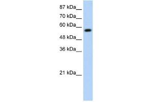 WB Suggested Anti-KEAP1 Antibody Titration:  0. (KEAP1 Antikörper  (N-Term))