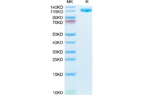 CD21 Protein (AA 21-971) (His tag)
