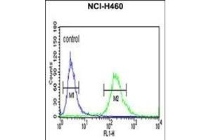 ALG14 Antibody (Center) (ABIN652850 and ABIN2842550) flow cytometric analysis of NCI- cells (right histogram) compared to a negative control cell (left histogram). (ALG14 Antikörper  (AA 67-93))