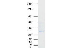 Validation with Western Blot (VNN3 Protein (Transcript Variant 1) (Myc-DYKDDDDK Tag))