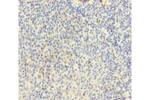 Immunohistochemistry of paraffin-embedded human tonsil tissue using ABIN7172088 at dilution of 1:100 (MPL Antikörper  (AA 26-491))
