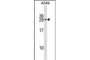 RN Antibody (N-term) (ABIN1881758 and ABIN2838671) western blot analysis in A549 cell line lysates (35 μg/lane). (RNF182 Antikörper  (N-Term))