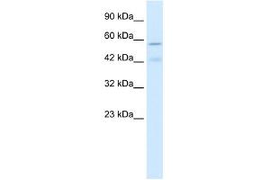 Western Blotting (WB) image for anti-Cholinergic Receptor, Nicotinic, alpha 5 (Neuronal) (CHRNA5) (Middle Region) antibody (ABIN630102)
