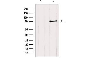 Western blot analysis of extracts from 3t3, using PCCA Antibody. (PCCA Antikörper  (C-Term))