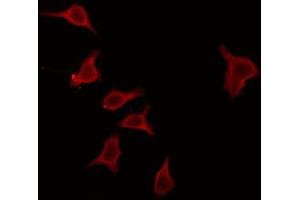 Immunofluorescence (fixed cells) (IF/ICC) image for anti-MOB1, Mps One Binder Kinase Activator-Like 2C (MOBKL2C) (Internal Region) antibody (ABIN6263322)