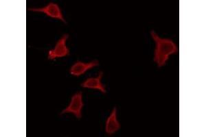 ABIN6272346 staining RAW264. (MOBKL2C Antikörper  (Internal Region))