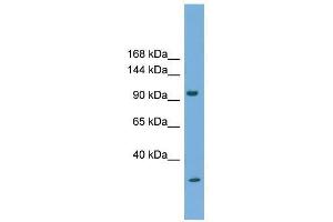 PCDH21 antibody used at 0.