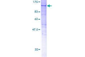 HOOK2 Protein (AA 1-717) (GST tag)