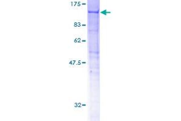 HOOK2 Protein (AA 1-717) (GST tag)