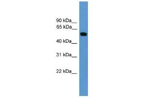 WB Suggested Anti-CALR Antibody Titration: 0. (Calreticulin Antikörper  (Middle Region))