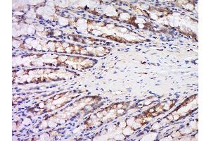 Paraformaldehyde-fixed, paraffin embedded rat rectum, Antigen retrieval by boiling in sodium citrate buffer (pH6) for 15min, Block endogenous peroxidase by 3% hydrogen peroxide for 30 minutes, Blocking buffer (normal goat serum) at 37°C for 20min, Antibody incubation with Rabbit Anti-Maspin Polyclonal Antibody, Unconjugated  at 1:500 overnight at 4°C, followed by a conjugated secondary and DAB staining.