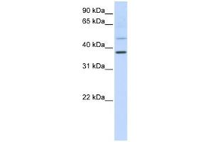 WB Suggested Anti-POU6F1 Antibody Titration:  0. (POU6F1 Antikörper  (C-Term))