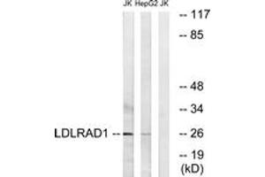Western Blotting (WB) image for anti-Low Density Lipoprotein Receptor Class A Domain Containing 1 (LDLRAD1) (AA 84-133) antibody (ABIN2890396) (LDLRAD1 Antikörper  (AA 84-133))