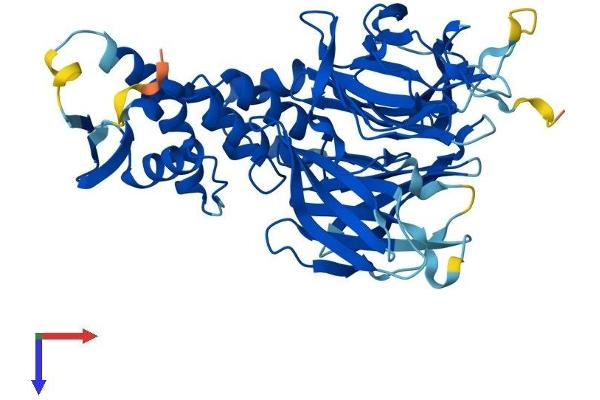 KBTBD13 Protein (AA 1-458) (His tag)