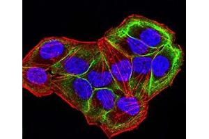 Immunofluorescence (IF) image for anti-AKT1 Substrate 1 (Proline-Rich) (AKT1S1) (AA 92-276) antibody (ABIN7193439)