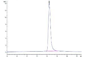 The purity of Human GGT1 is greater than 95 % as determined by SEC-HPLC. (GGT1 Protein (AA 27-569) (His tag))