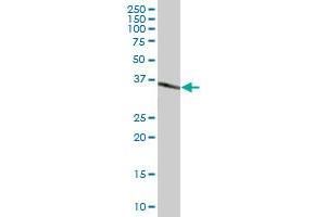 MKI67IP MaxPab polyclonal antibody. (NIFK Antikörper  (AA 1-293))