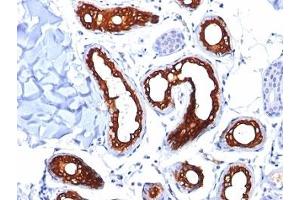 Formalin-fixed, paraffin-embedded human skin stained with Cytokeratin 18 antibody (KRT18/834). (Cytokeratin 18 Antikörper)