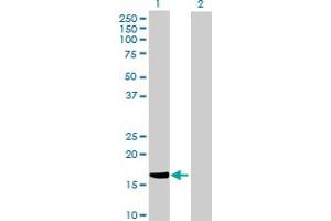 Western Blot analysis of HSPB7 expression in transfected 293T cell line by HSPB7 MaxPab polyclonal antibody.