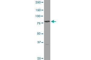 TGM4 MaxPab polyclonal antibody. (TGM4 Antikörper  (AA 1-684))