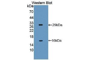 Western blot analysis of the recombinant protein. (NAIP Antikörper  (AA 500-759))