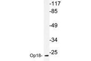 Western blot analyzes of Op18 antibody in extracts from COS-7 cells. (Stathmin 1 Antikörper)