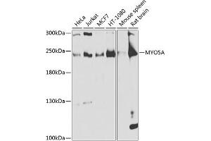Western blot analysis of extracts of various cell lines, using MYO5A antibody (ABIN6128317, ABIN6144285, ABIN6144286 and ABIN6225140) at 1:1000 dilution.