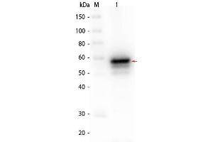 Western Blot of AKT2 Human Recombinant Protein Lane 1: SuperSignal MW markers.