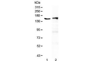Western blot testing of 1) human placenta and 2) mouse spleen lysate with PLCG2 antibody at 0.