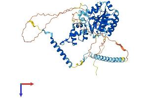 Nucleostemin Protein (AA 1-549) (His tag)