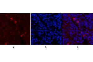 Immunofluorescence analysis of mouse spleen tissue.