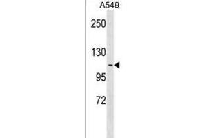OB48R Antibody (Center) 18657c western blot analysis in A549 cell line lysates (35 μg/lane). (APOBR Antikörper  (AA 596-622))